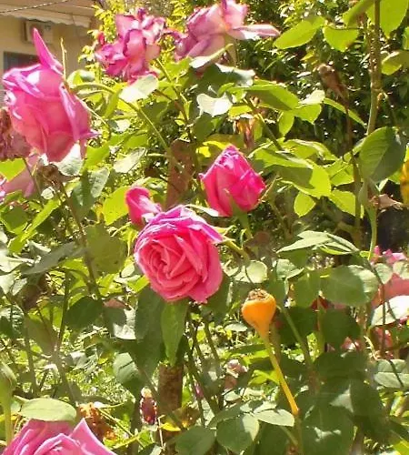 Serenade Lungomare Walk To Sea Promenade Seafood Restaurants Free Parking *